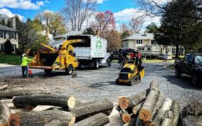 How Our Tree Care Process Works  in  Maple Lake, MN