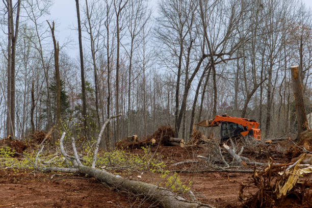 Maple Lake, MN Tree Services Company